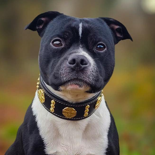 Collar "Maximus" — Cuero Premium 5 cm con Herrajes Dorados | Bestia Collars