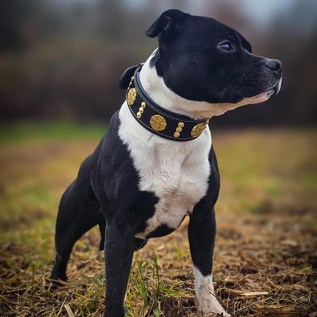 Collar "Maximus" — Cuero Premium 5 cm con Herrajes Dorados | Bestia Collars