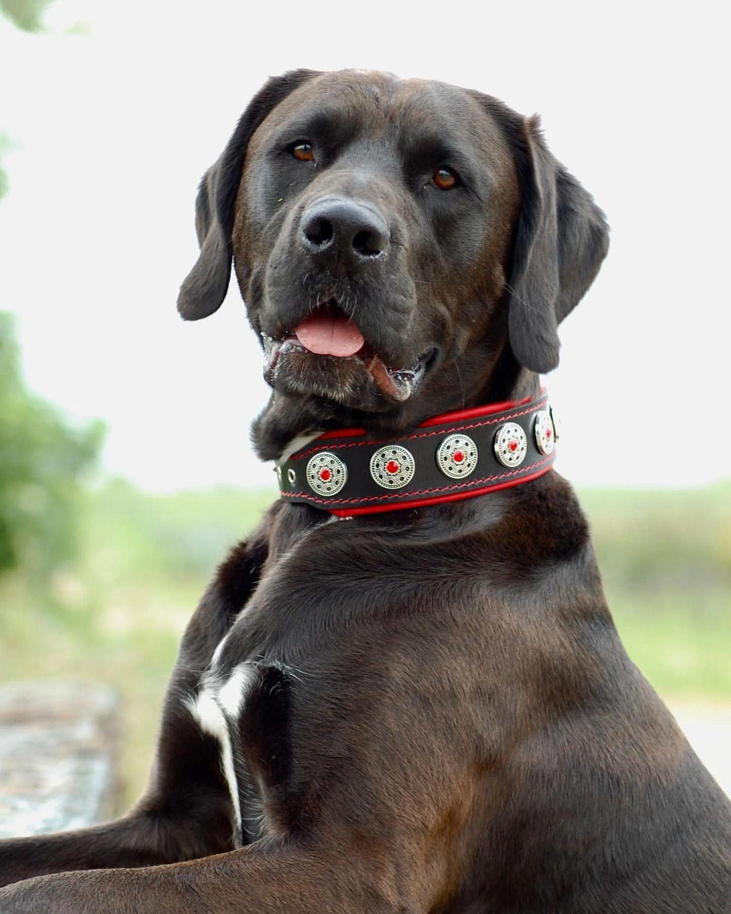 Collar de Cuero Premium "Bijou" — Negro & Rojo | Bestia Collars
