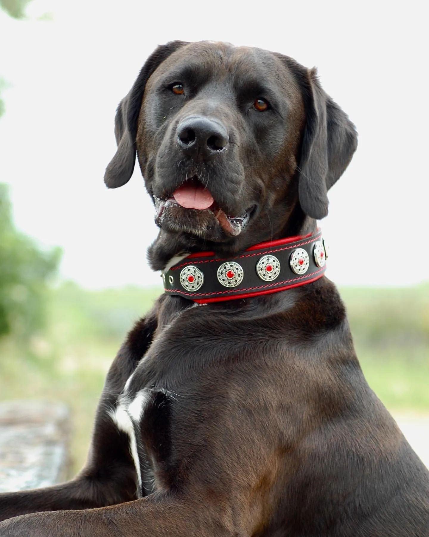 Collar de Cuero Premium "Bijou" — Negro & Rojo | Bestia Collars