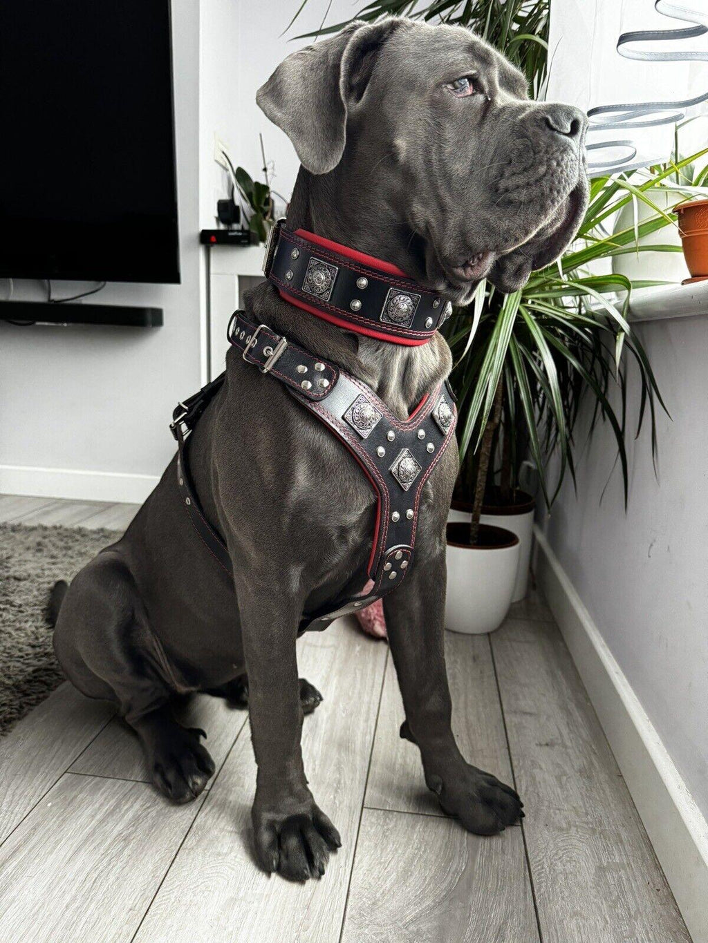Set EROS — Arnés, Collar y Correa para Perros Grande