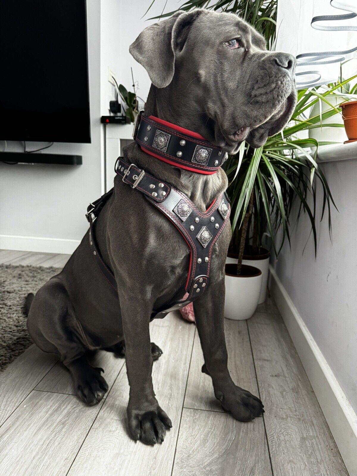 Set EROS — Arnés, Collar y Correa para Perros Grande