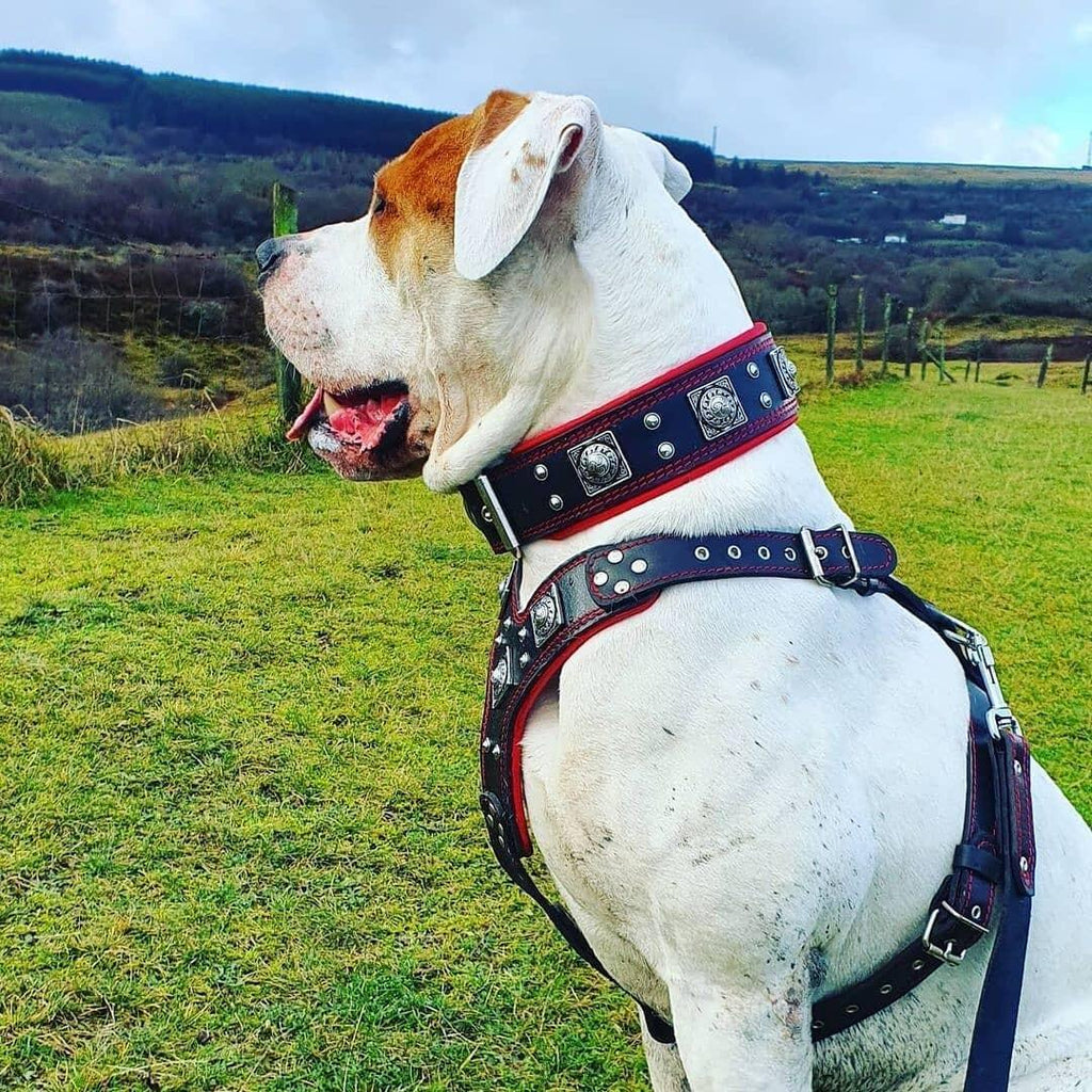 Set EROS — Arnés, Collar y Correa para Perros Grande