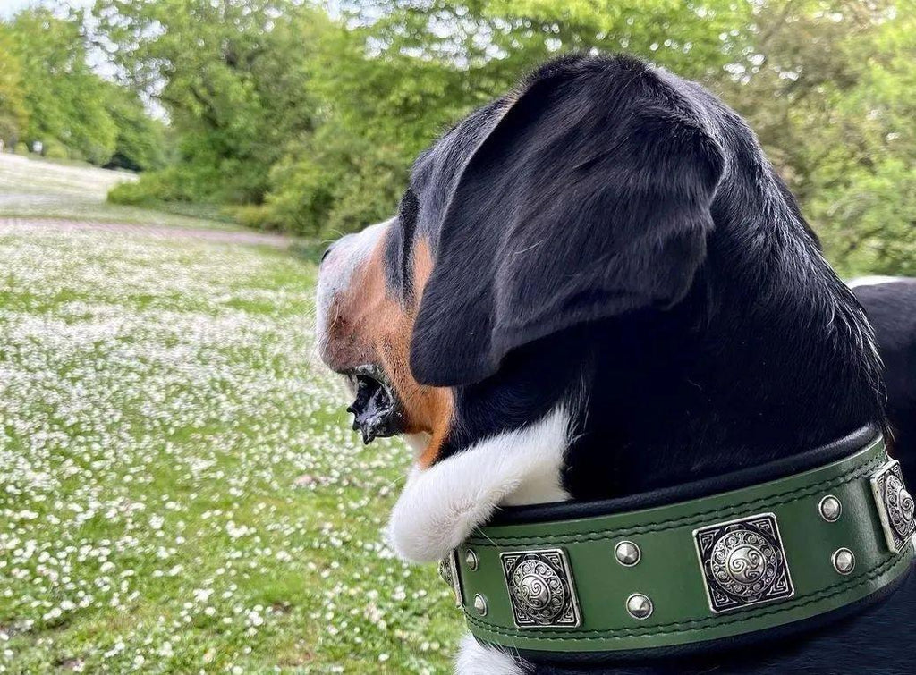Collar EROS para Perros — Verde | Cuero Genuino 2.5"